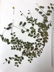 Crotalaria rotundifolia