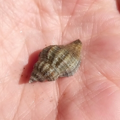 Urosalpinx cinerea image