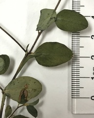 Crotalaria rotundifolia