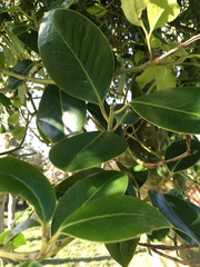 Ilex × altaclerensis