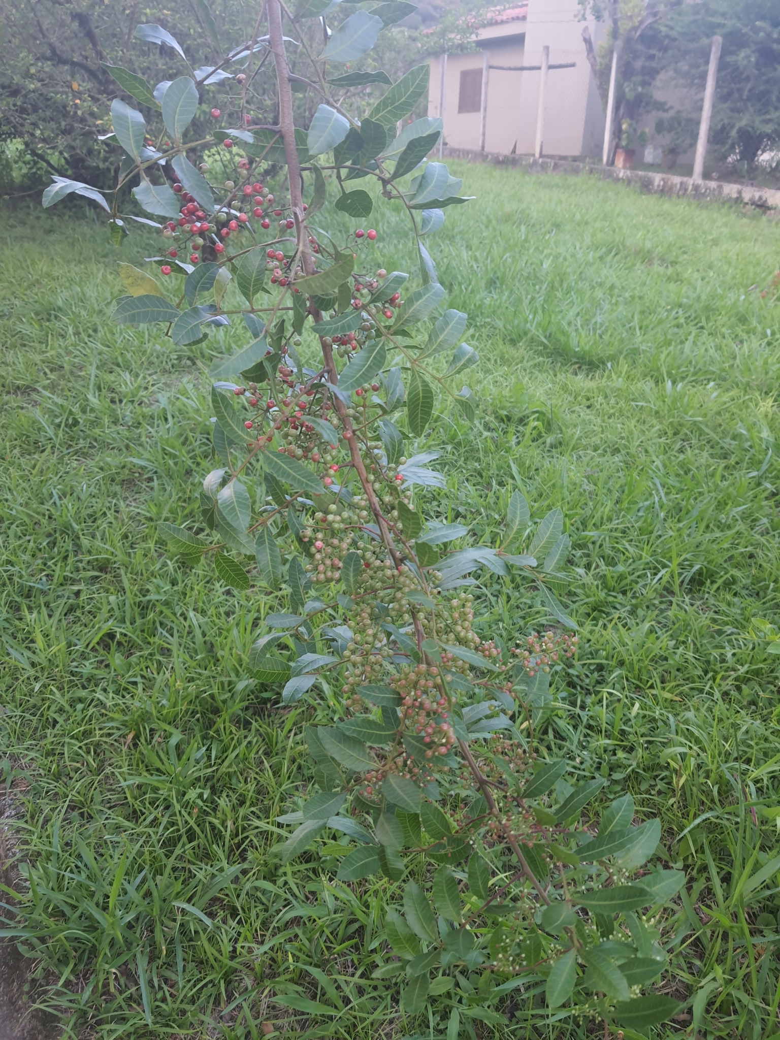 Schinus terebinthifolia