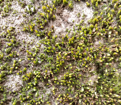 Orthotrichum diaphanum