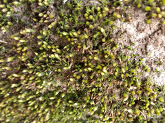Orthotrichum diaphanum