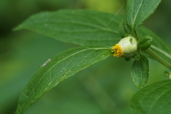 Carpesium divaricatum