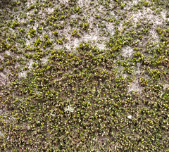 Orthotrichum diaphanum