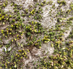 Orthotrichum diaphanum