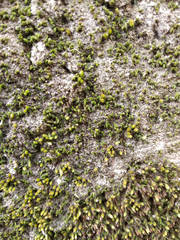 Orthotrichum diaphanum