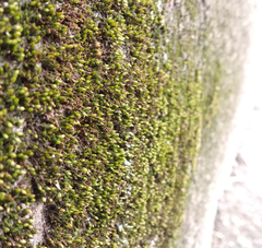 Orthotrichum diaphanum