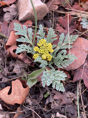 Cymopterus longipes