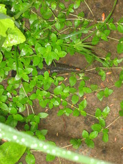 Callichthyinae