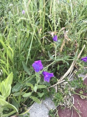 Echium plantagineum