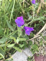 Echium plantagineum