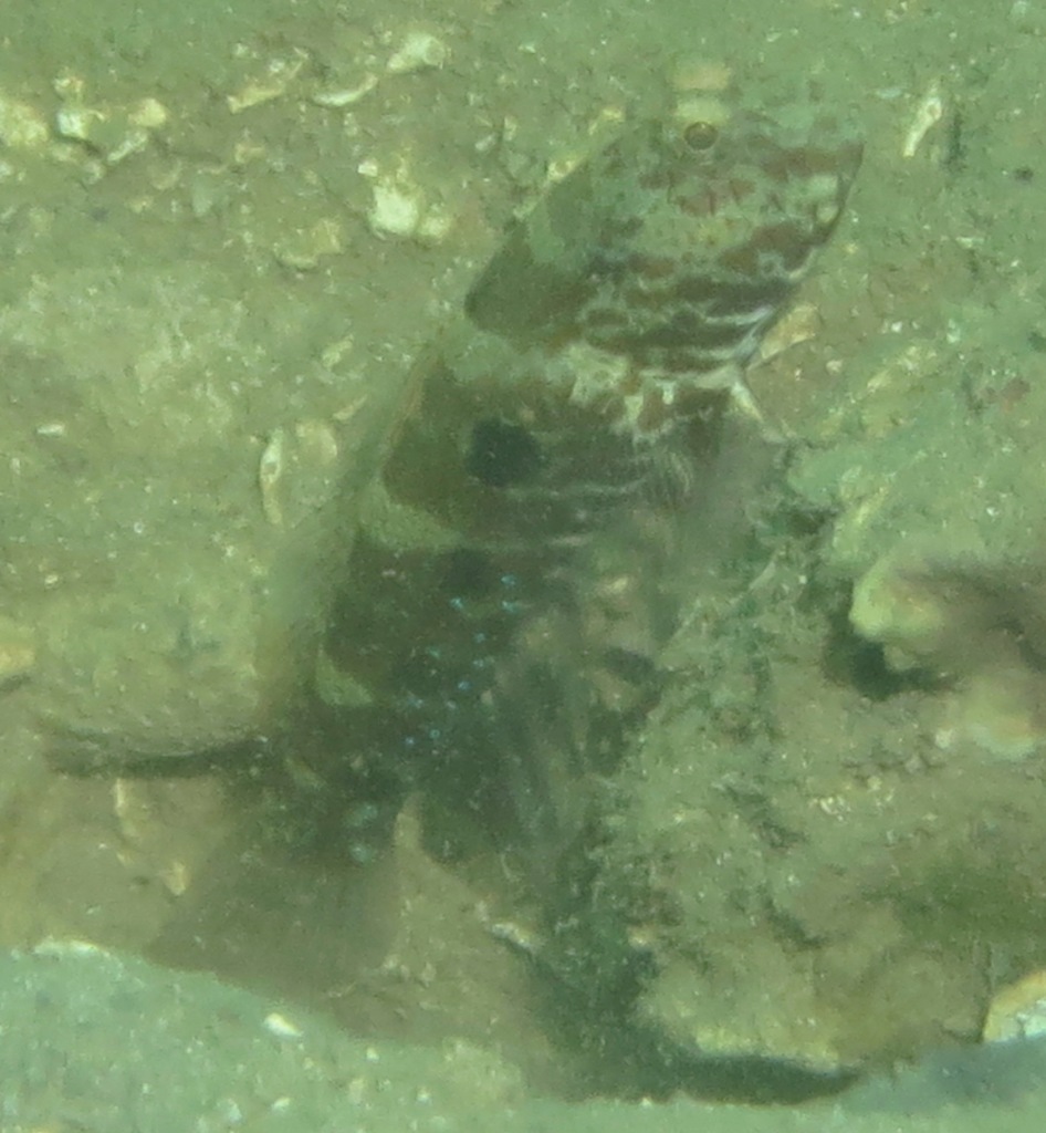 Side-spot Shrimp-goby