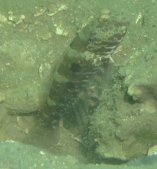 Cryptocentrus strigilliceps