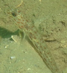 Ctenogobiops crocineus