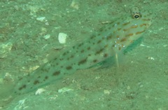 Ctenogobiops crocineus