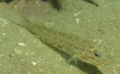 Ctenogobiops crocineus