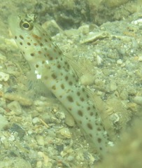 Ctenogobiops aurocingulus