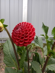 Dahlia cultorum