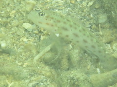 Ctenogobiops mitodes