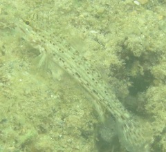 Istigobius