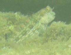 Salarias alboguttatus