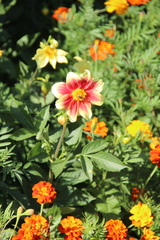 Dahlia pinnata