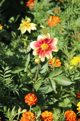 Dahlia pinnata