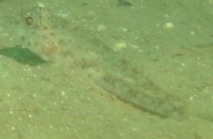 Ancistrogobius