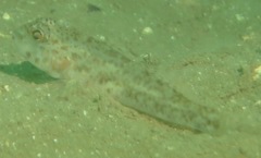 Ancistrogobius