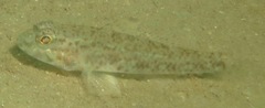 Ancistrogobius