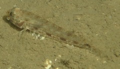 Macrodontogobius wilburi