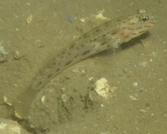 Ctenogobiops crocineus