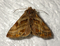 Euchalcia variabilis