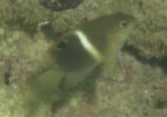 Chrysiptera biocellata