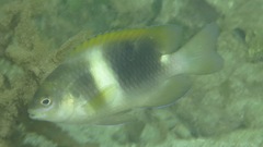 Chrysiptera biocellata