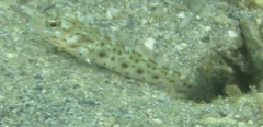 Ctenogobiops aurocingulus