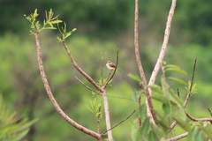 Prinia erythroptera
