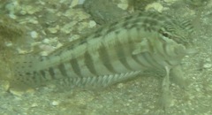 Parapercis australis