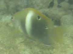 Chrysiptera biocellata