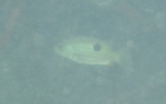 Lutjanus ehrenbergii