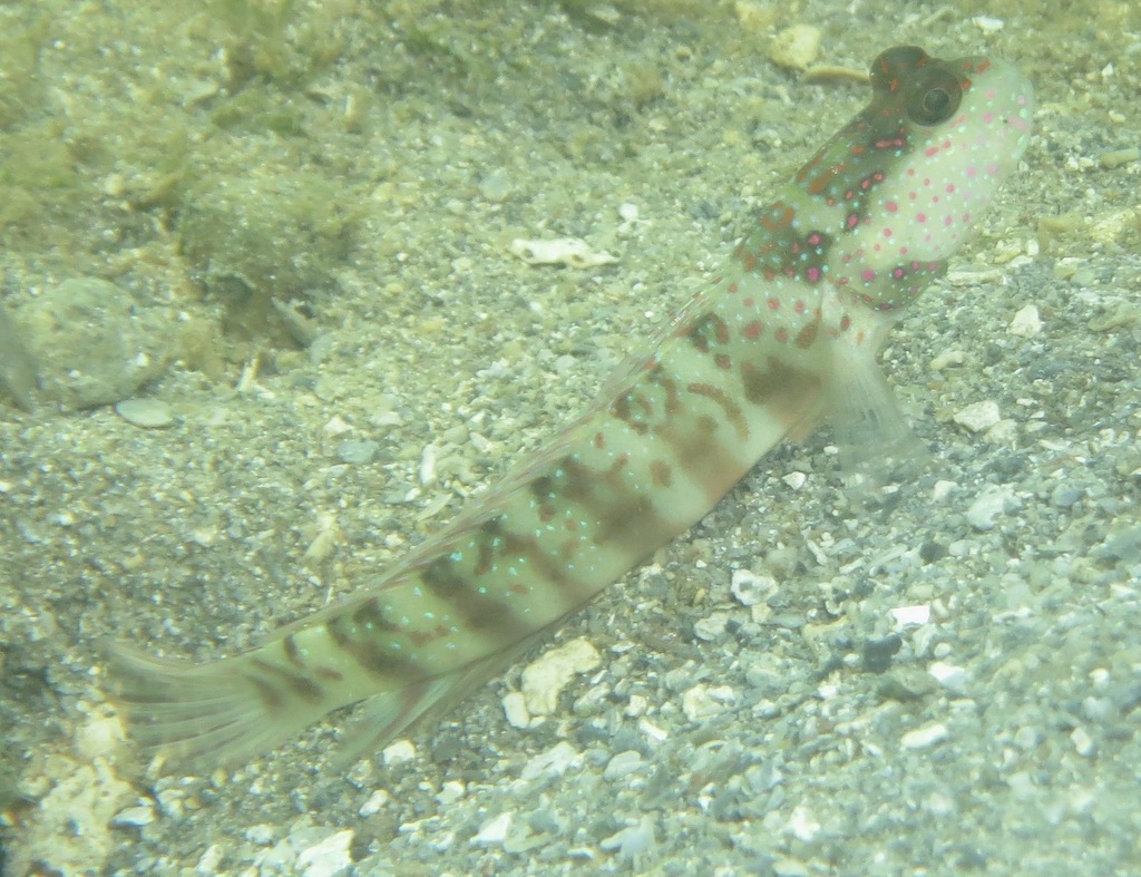 Leptocephalus Prawn-goby