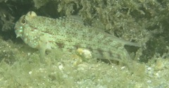 Gnatholepis ophthalmotaenia