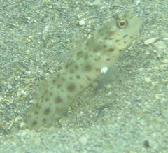 Ctenogobiops aurocingulus