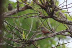 Pytilia phoenicoptera