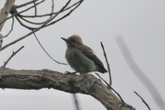 Chloropicus obsoletus