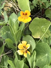 Tropaeolum majus