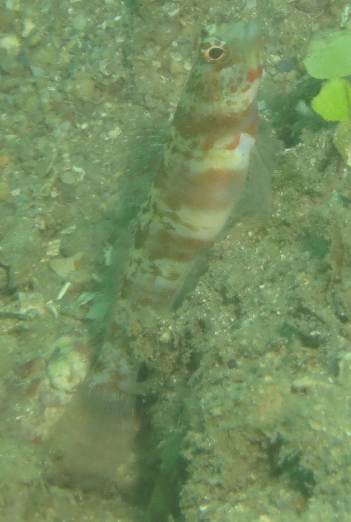 Broad-banded Shrimp-goby