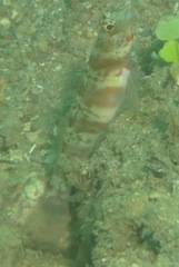 Amblyeleotris periophthalmus