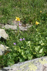 Dolichorrhiza caucasica